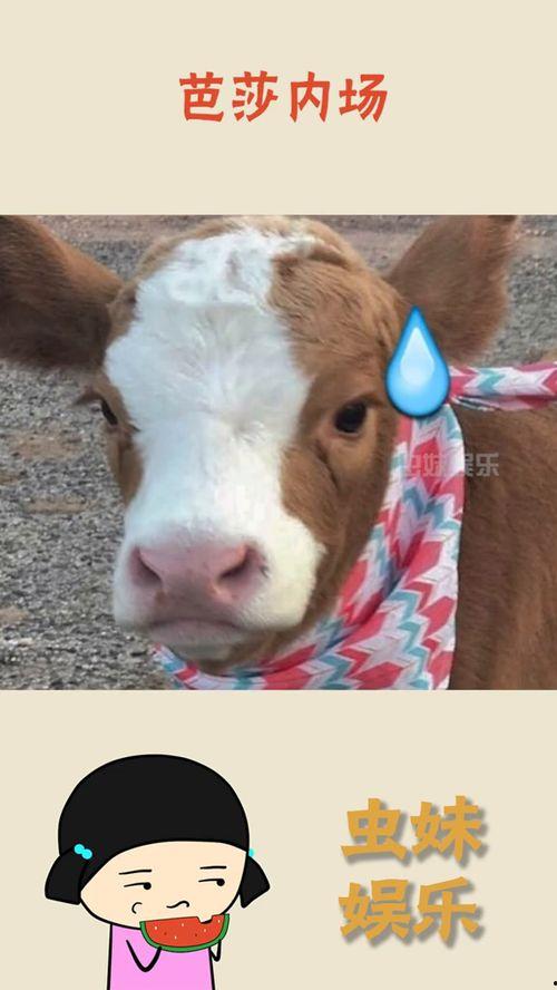 娱乐吃瓜羊,揭秘娱乐圈那些不为人知的幕后故事