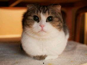 娱乐圈吃瓜猫咪是谁呀,揭秘网络红星的幕后推手